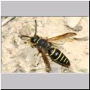 C-Odynerus spinipes - Gemeine Schornsteinwespe m03 11mm.jpg